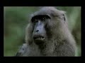 Sego Sarko vu par les animaux