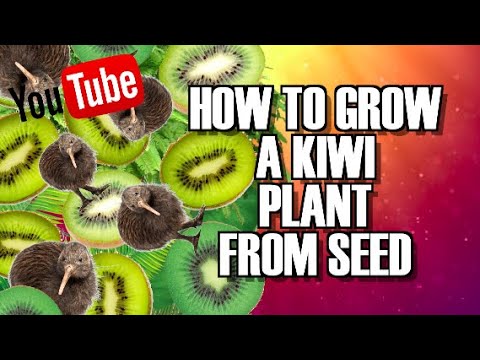 How to GROW KIWI plants for seeds you take from store bought fruit