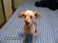 perro hiperactivo-elRellano