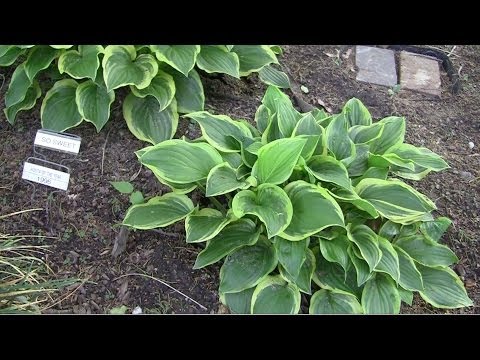 how to care for empress wu hosta