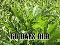 White Rhino 2/2007 cannabis Marijuana marihuana Hanf