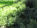 White Rhino 2/2007 cannabis Marijuana marihuana Hanf