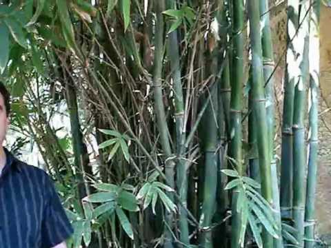 how to transplant oldhamii bamboo