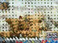 maplestory fighter eladviking lvl 5x