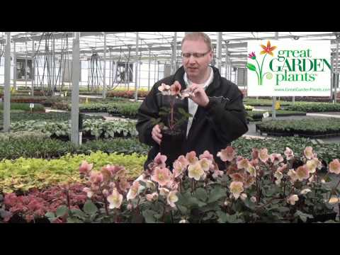 Hellebore Pink Frost - http://www.greatgardenplants.com. Rare new shade perennial groundcover Pink Frost Hellebore is a vigorous strain with 3