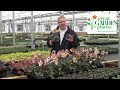Hellebore Pink Frost - Stunning Deer Proof Shade Plant