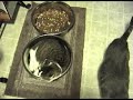 Cat in the Water Bowl Cat in the Water Bowl