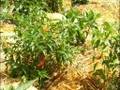 A taltho gardening & out door experiance