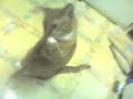 silly-simbas.html