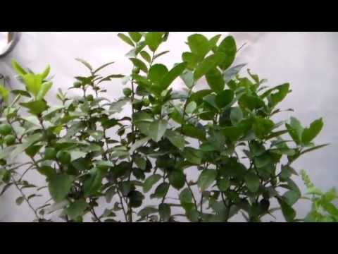 how to replant lime tree