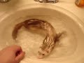 Buffy ferret gets a bath Buffy ferret gets a bath