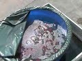 Champion Nishikigoi @ Ogata Koi Farm