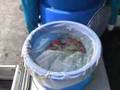 Champion Nishikigoi @ Ogata Koi Farm