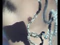 Scheletro di un serpente Scheletro di un serpente