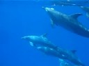 dolphins in hurghada