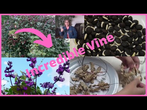 how to transplant hyacinth