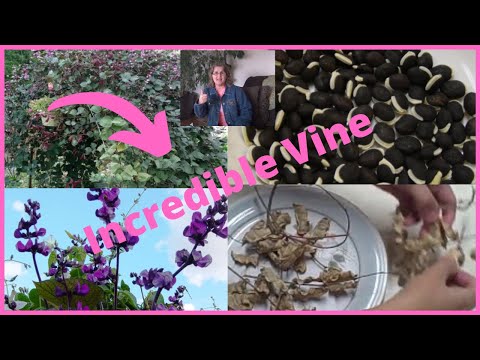 how to harvest hyacinth seeds