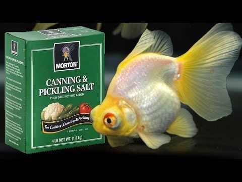 how to cure ill goldfish