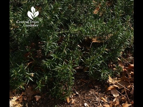 how to replant rosemary plant