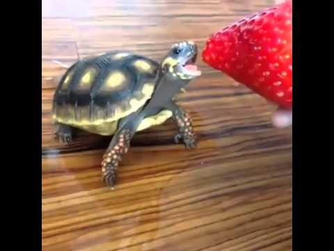 Baby Box Turtle Diet