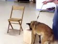 K9 Detection Training 1