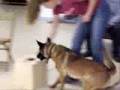 K9 Detection Training 1