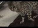 bengal cat attacks a persian...rug bengal cat attacks a persian...rug