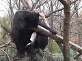 Presents to the Spectacled Bears at Queens Zoo