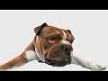 The crazy dogs doggy bounce