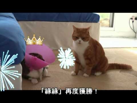 超爆笑~史上超級陰險'的貓咪打架
