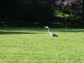 Great Blue Heron Hunting in Golden Gate Park Great Blue Heron Hunting in Golden Gate Park