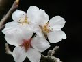 Cherry trees Somei-Yoshino start to bloom ????????? Cherry trees Somei-Yoshino start to bloom ?????????