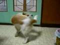 YouTube ����|�b�v�A�b�v�Đ�