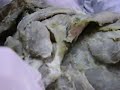 anatomia miologia canina