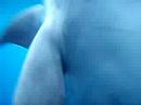 Mikura-Is, Wild Dolphins Swim (?????????)
