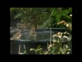 House sparrow (gentle?) collision in mid air House sparrow (gentle?) collision in mid air