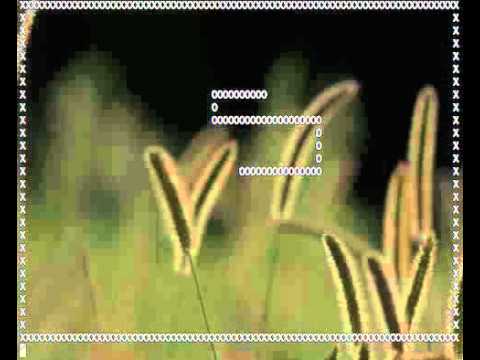 snake video