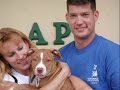 save the pit bull