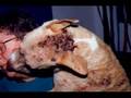 save the pit bull