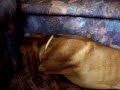Vizsla's song :)