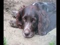 Heidewachtel Nina zoekt een baasje(geplaatst!) Heidewachtel Nina zoekt een baasje(geplaatst!)