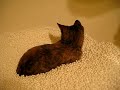 Gatito jugando con bolas