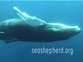 Operation Leviathan (Sea Shepherd repost by Irish282) Operation Leviathan (Sea Shepherd repost by Irish282)
