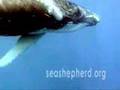 Operation Leviathan (Sea Shepherd repost by Irish282)