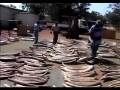 videos de Ivory Poaching Wars