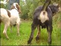 couto vivo   caza na fonsagrada  zona de pereira  parte 1