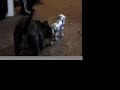Sveta vs. Robodog