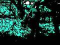 videos de Story of Peru-Euphoric Symphony