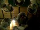 lorito-medico.html