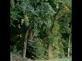 Timeline Radiant Zones - Part 1 Timeline Radiant Zones - Part 1